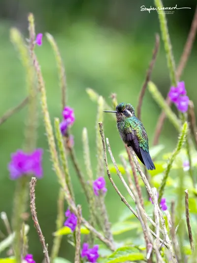 Hummingbirds of Costa Rica